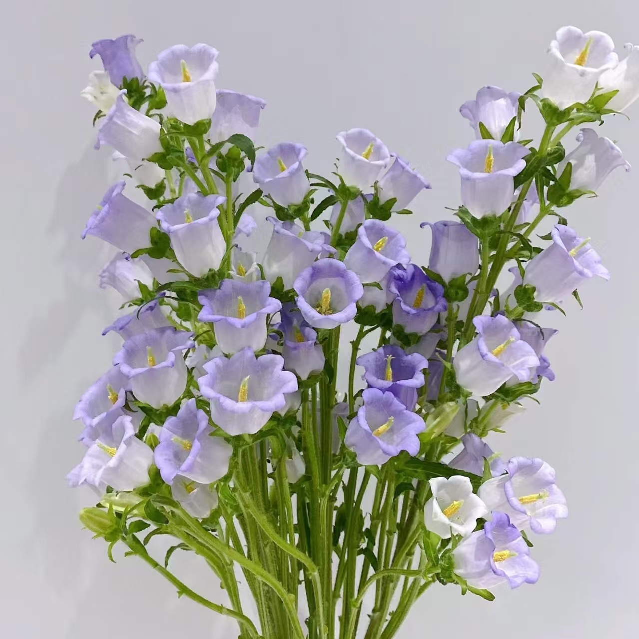 【风铃AK】紫色风铃 基地直发  | 单品全场任意满两单鲜花包邮