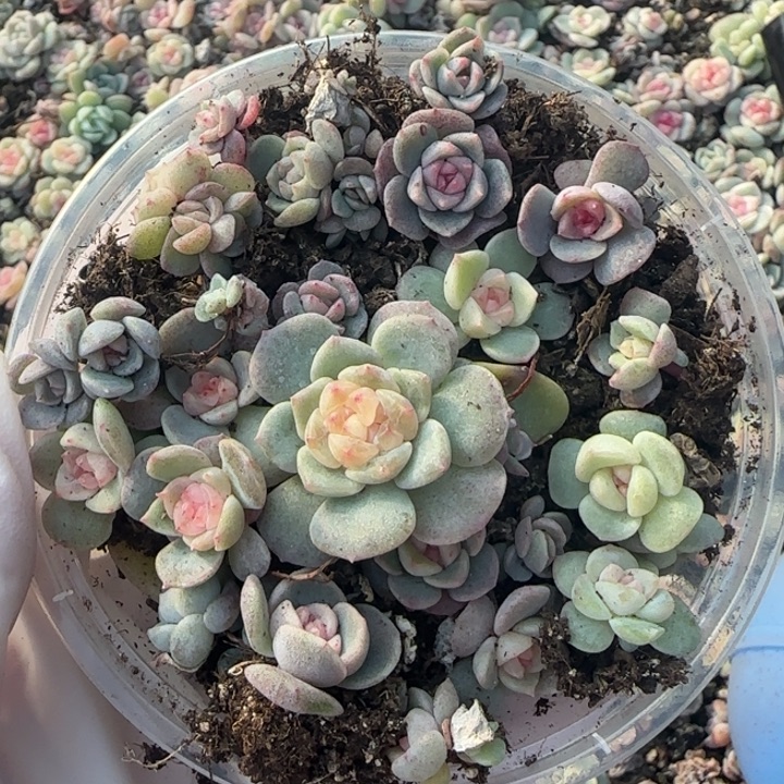 39 号王者系列多肉一盒