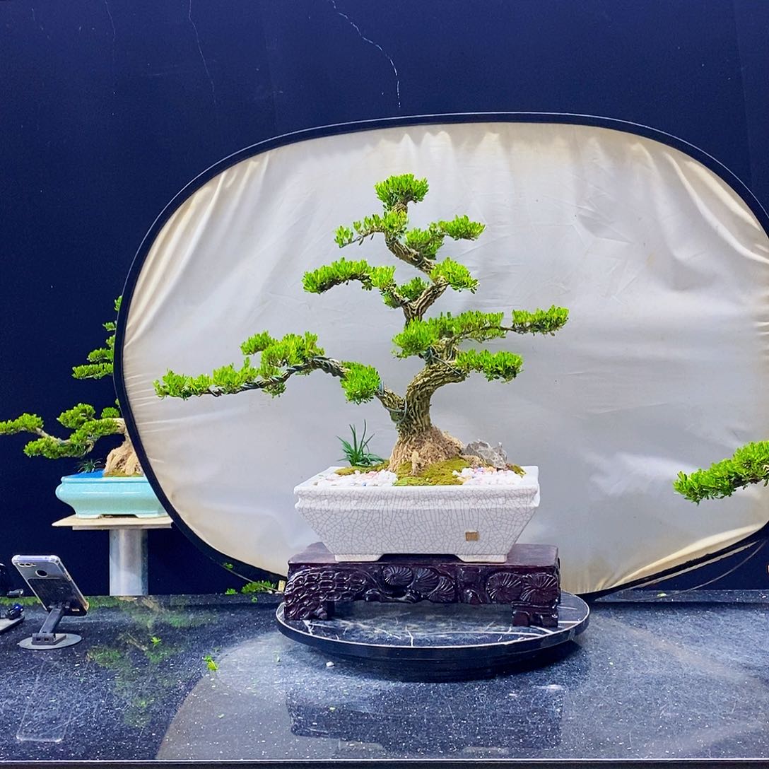 无花朵黄杨盆景造型