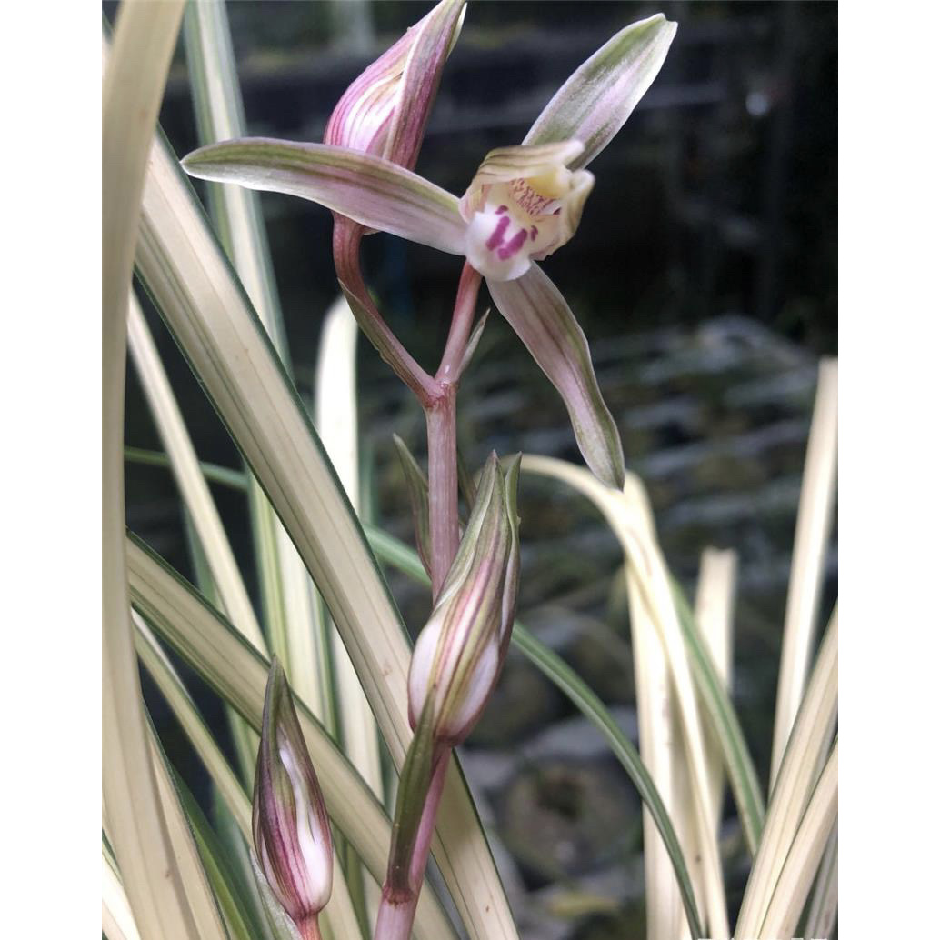 【北极星】莲瓣兰丝搞兰花名品 2苗 花开浓香 好养对版