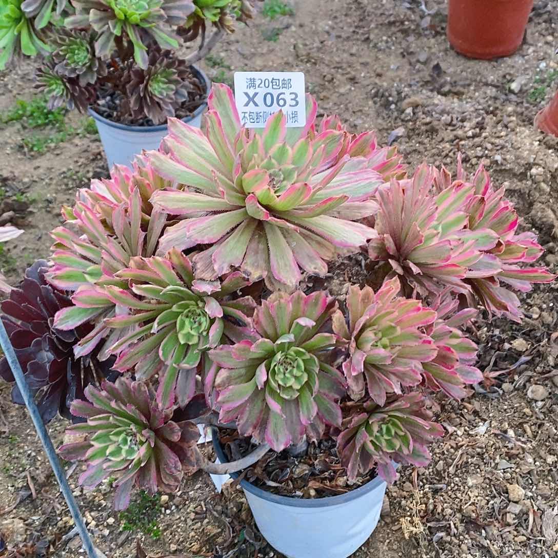 063粉黛老桩多肉