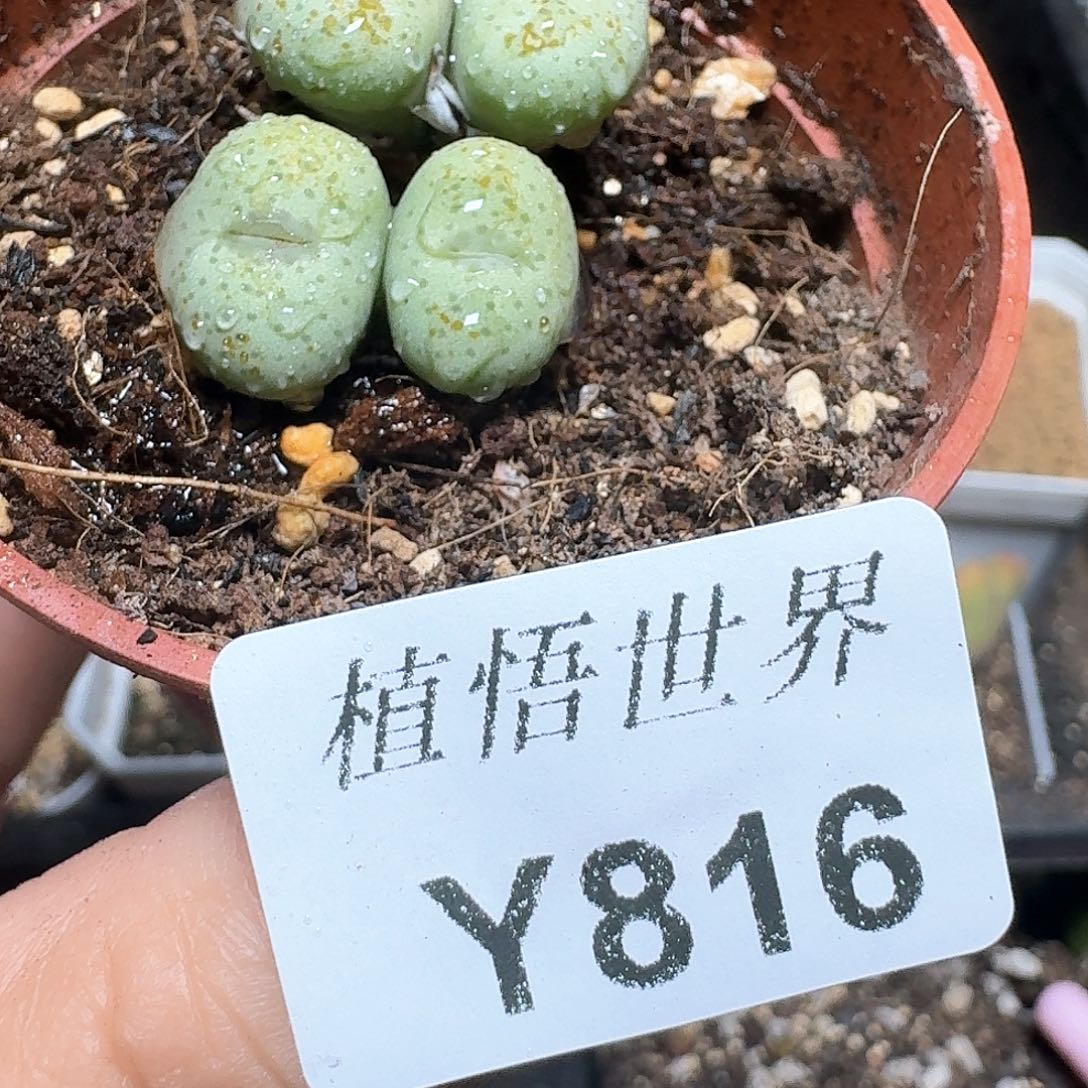 816盒多肉植物哇c f