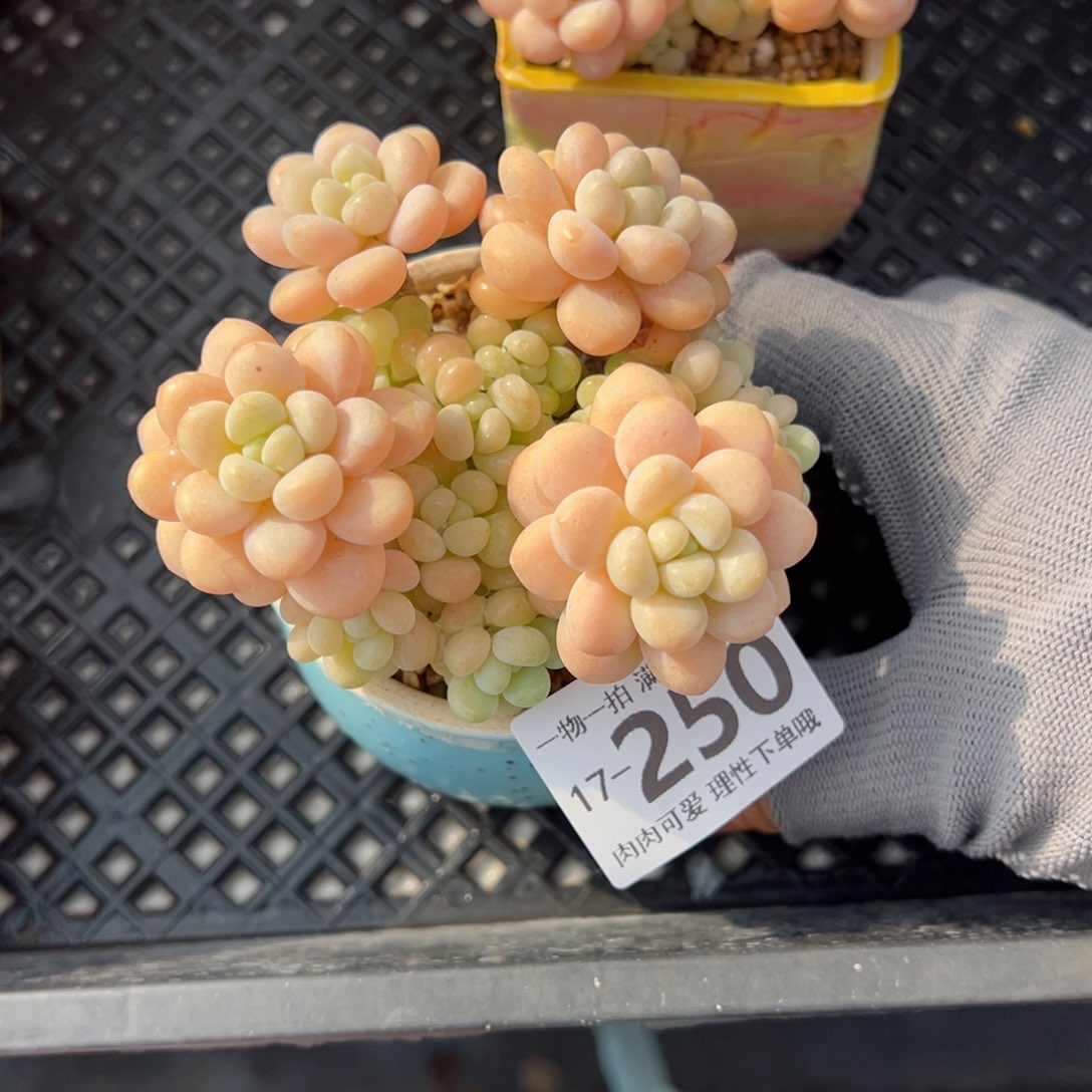 洛可可多肉多肉多肉多