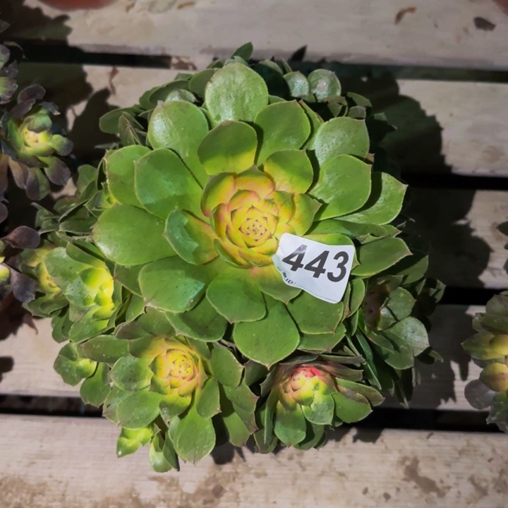 443花月夜科技锦多肉植物不售后