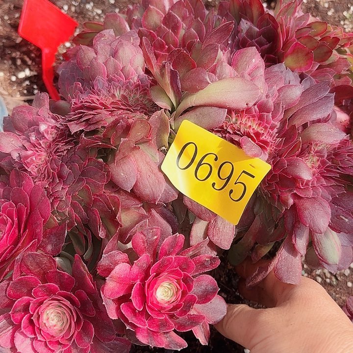 多肉植物荔枝缀0695