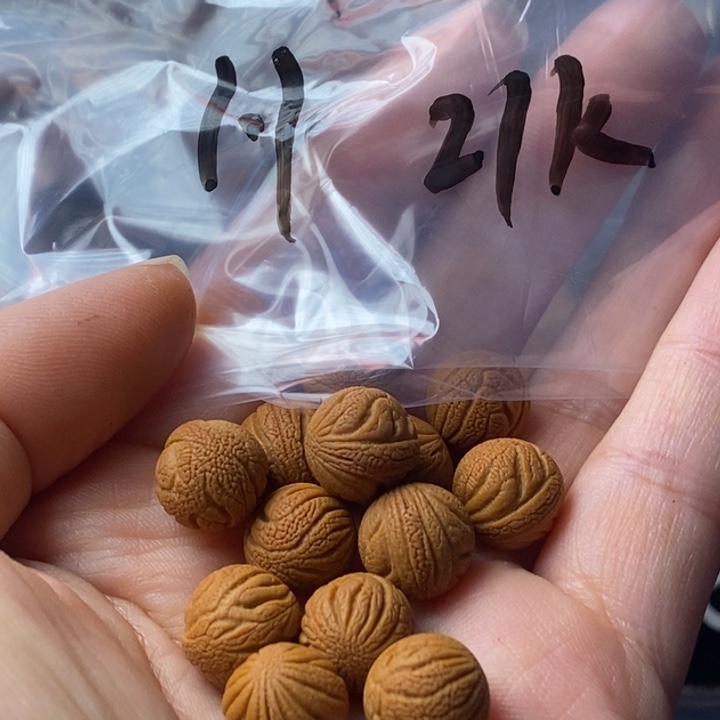 文玩核桃手串秦岭野生龙纹桃核11
