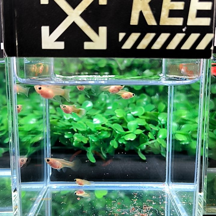 孔雀鱼黄金玻璃猫求c的苗子8条含两条被损。