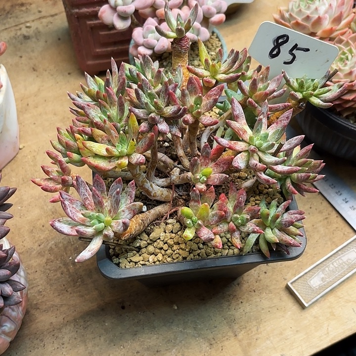 多肉植物，炫彩星85号
