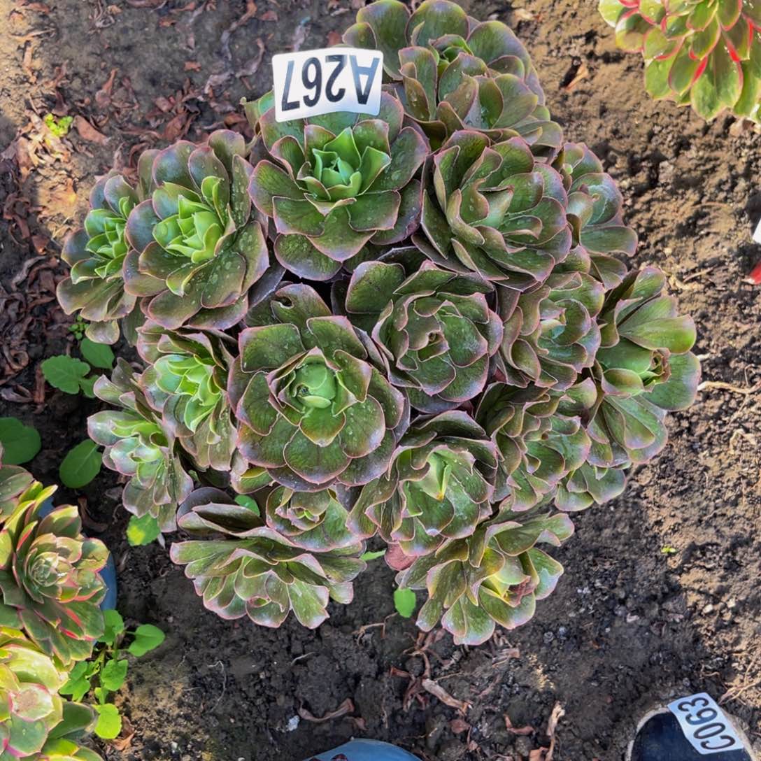 灰魅法师26////34包邮