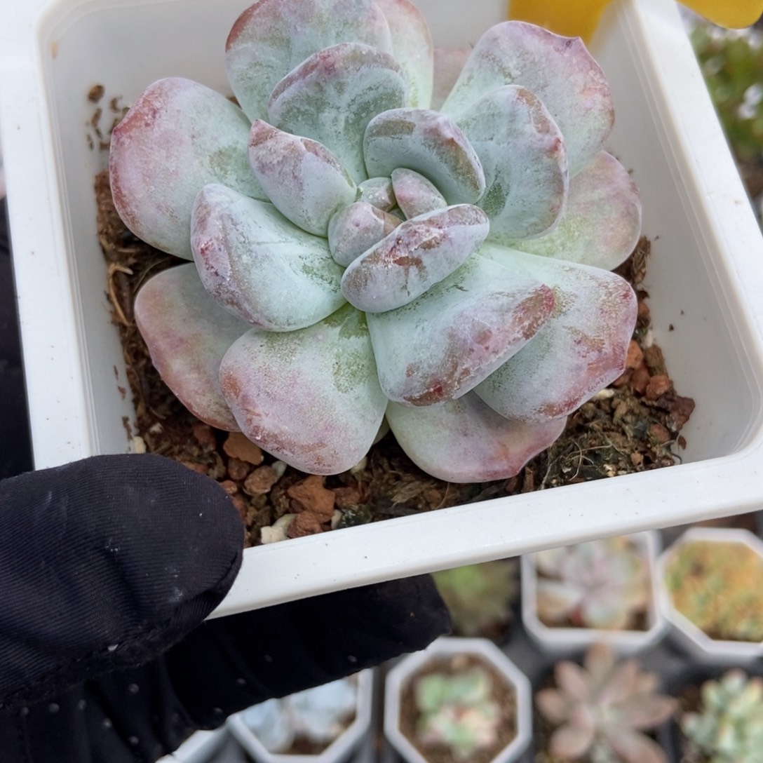 1613星影石化多肉植物