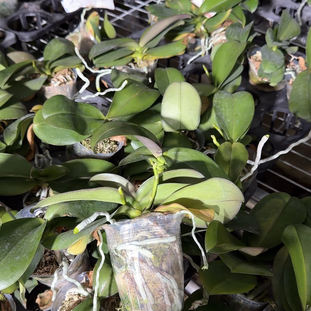 无花朵2.8寸瑕疵叶带梗香多多