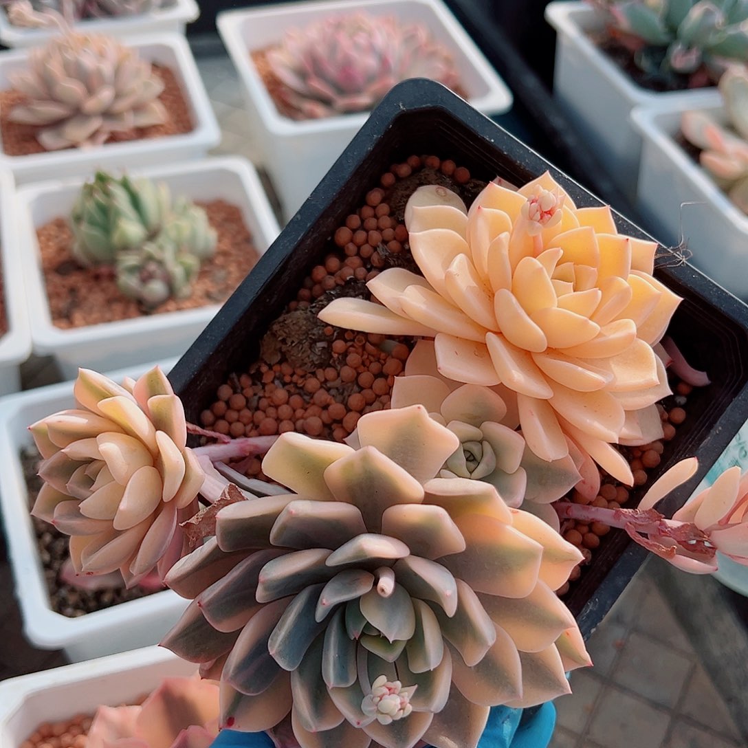 红粉佳人锦群生，宽覆轮锦基因