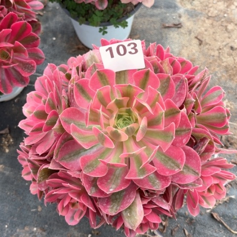 完全开放103号法师锦粉女巫带土发货