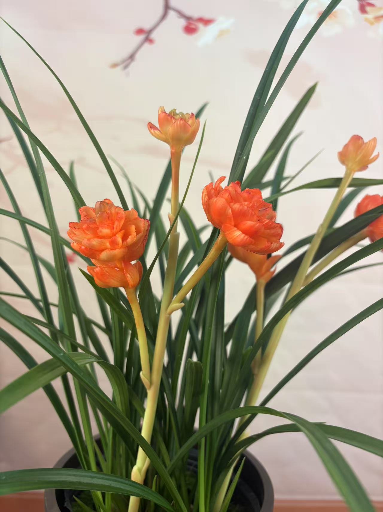 兰花红牡丹 带花苞出售 耐寒 耐热 原生老种苗 好养易活