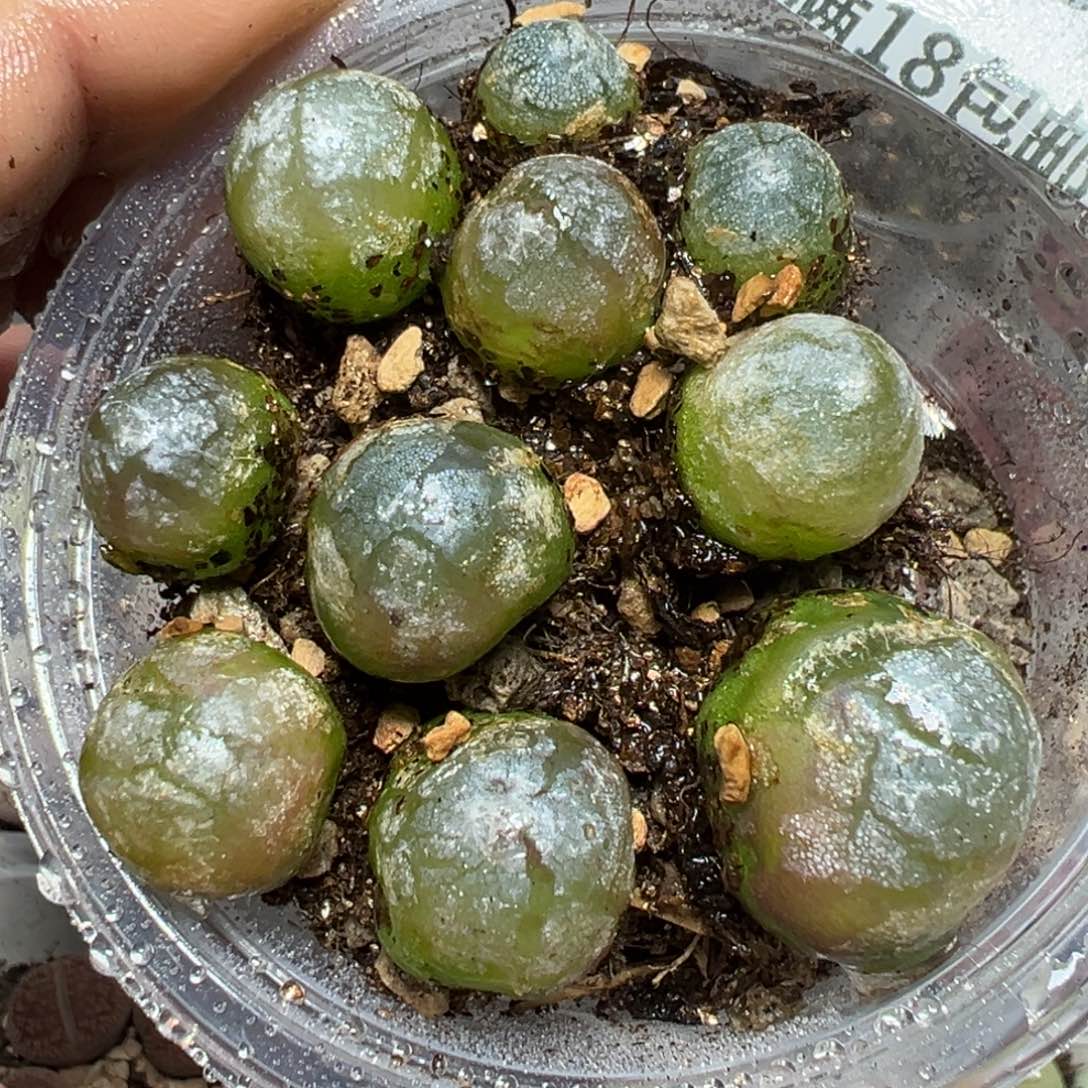 【闪购商品】 470。    