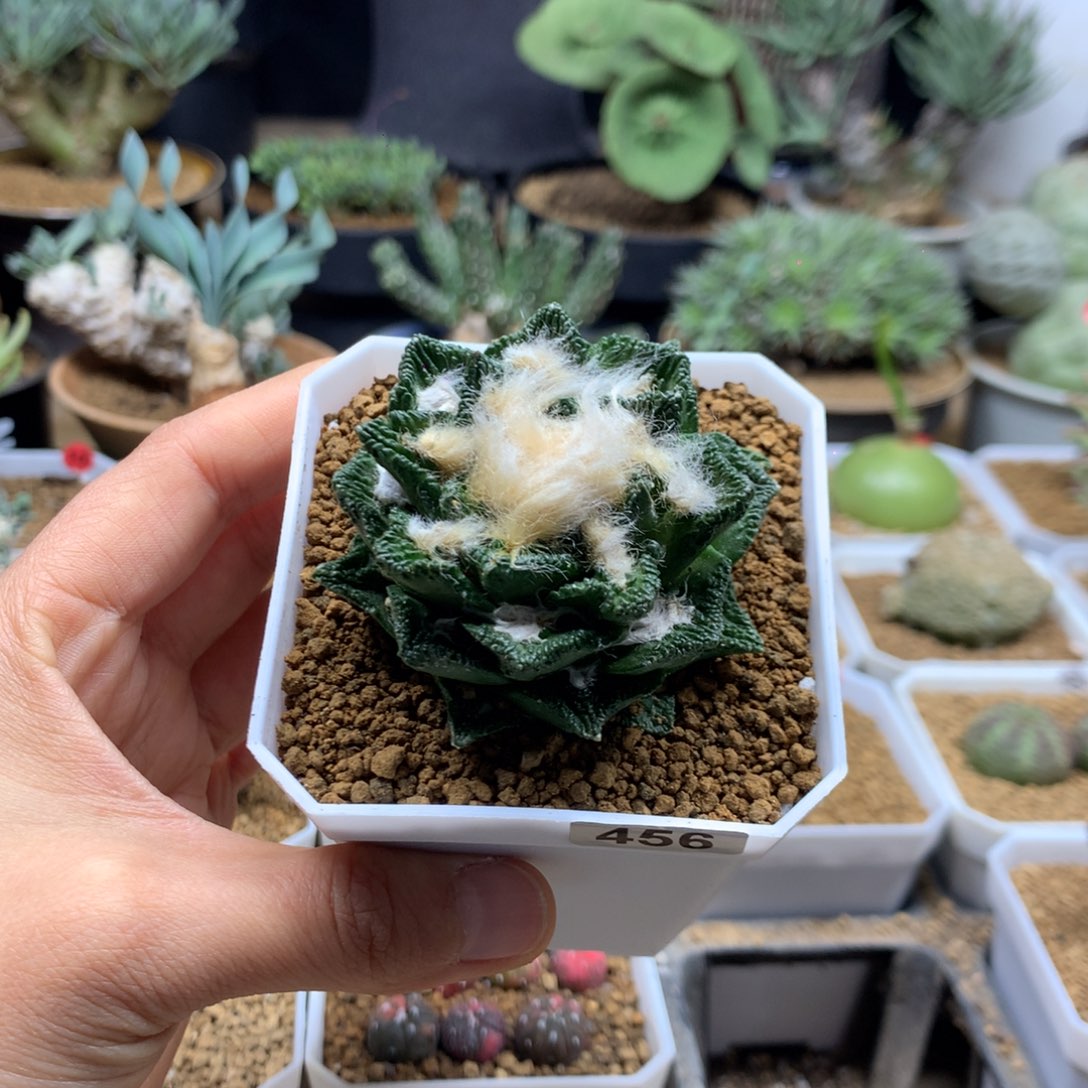 辛顿牡丹带盆自根仙人球