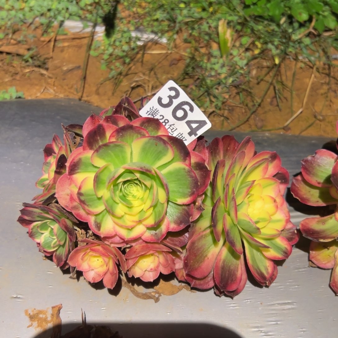 多肉植物364无售后