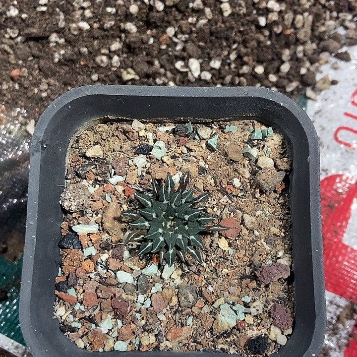 实生姬牡丹一物一拍