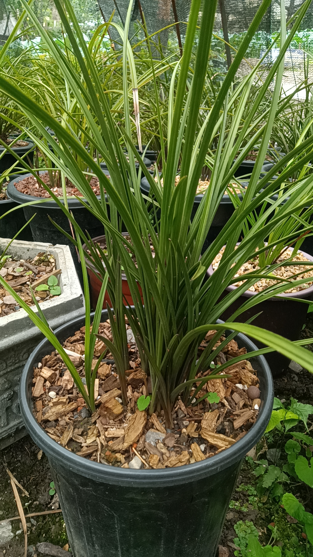 春兰老品种宋梅原种兰花苗适合室内养殖花卉
