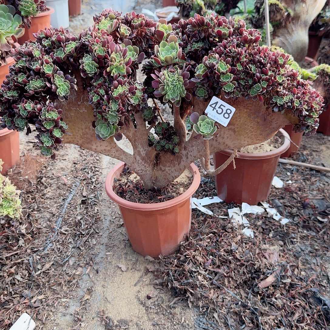 458欧紫朵朵一颗呀呀