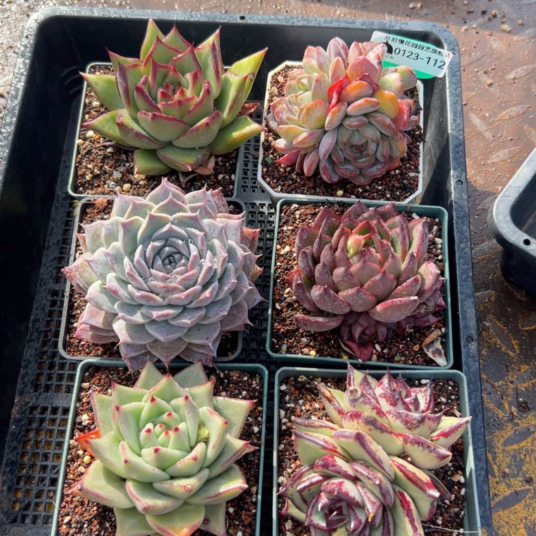 多肉编号0123-112