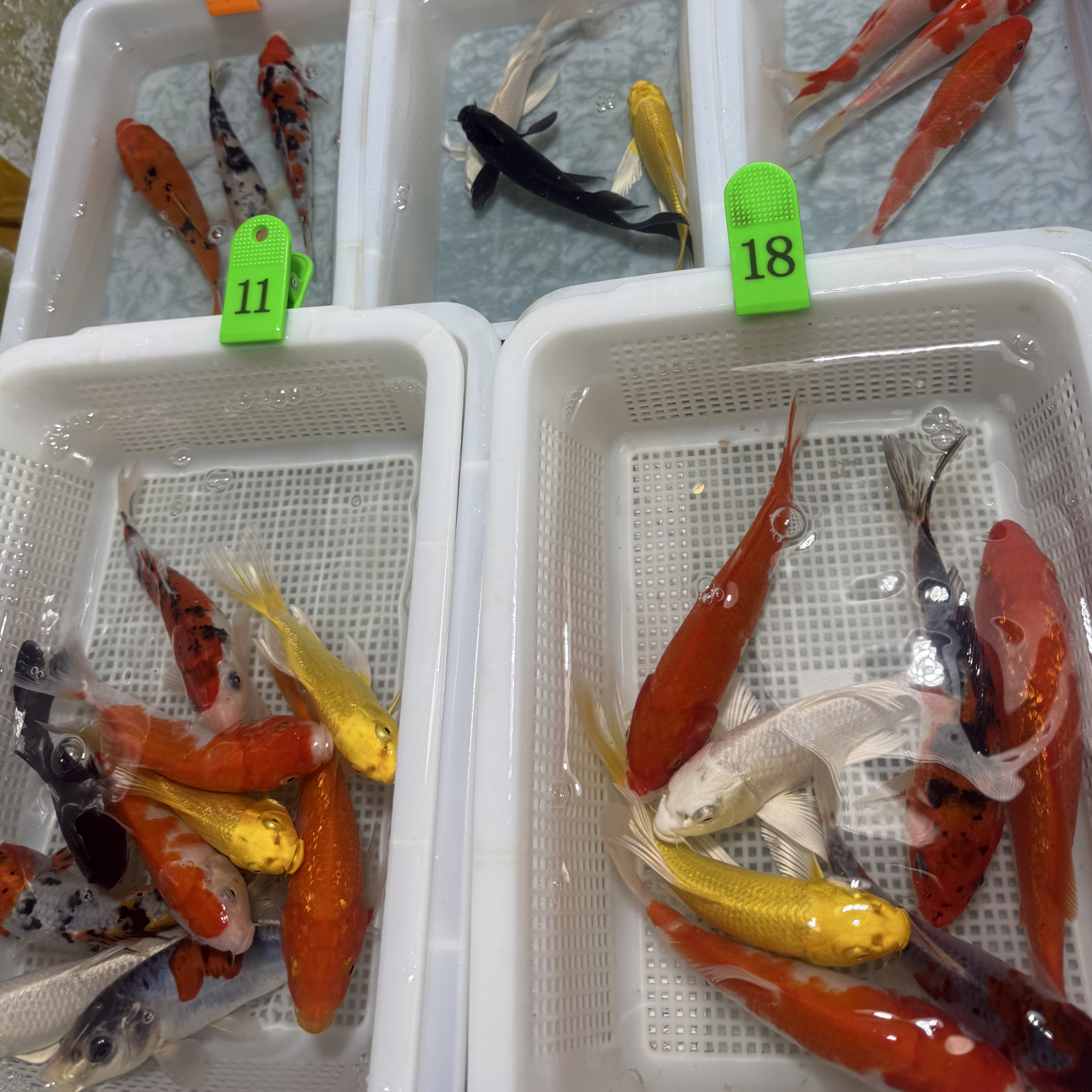 冷水观赏鱼锦鲤渔场直销包邮好养易活