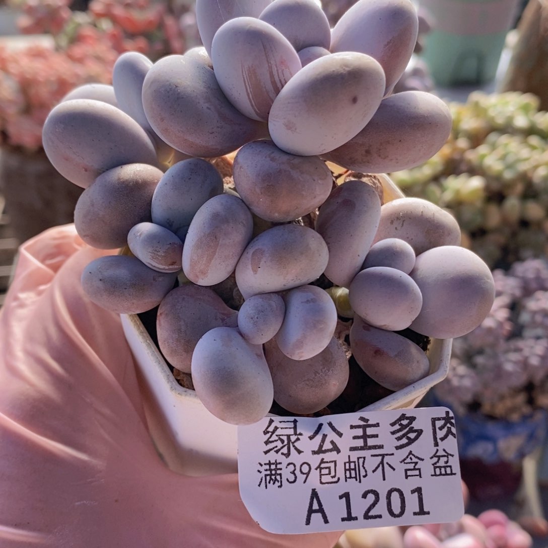 水光针奶酪8cm1201多肉植物