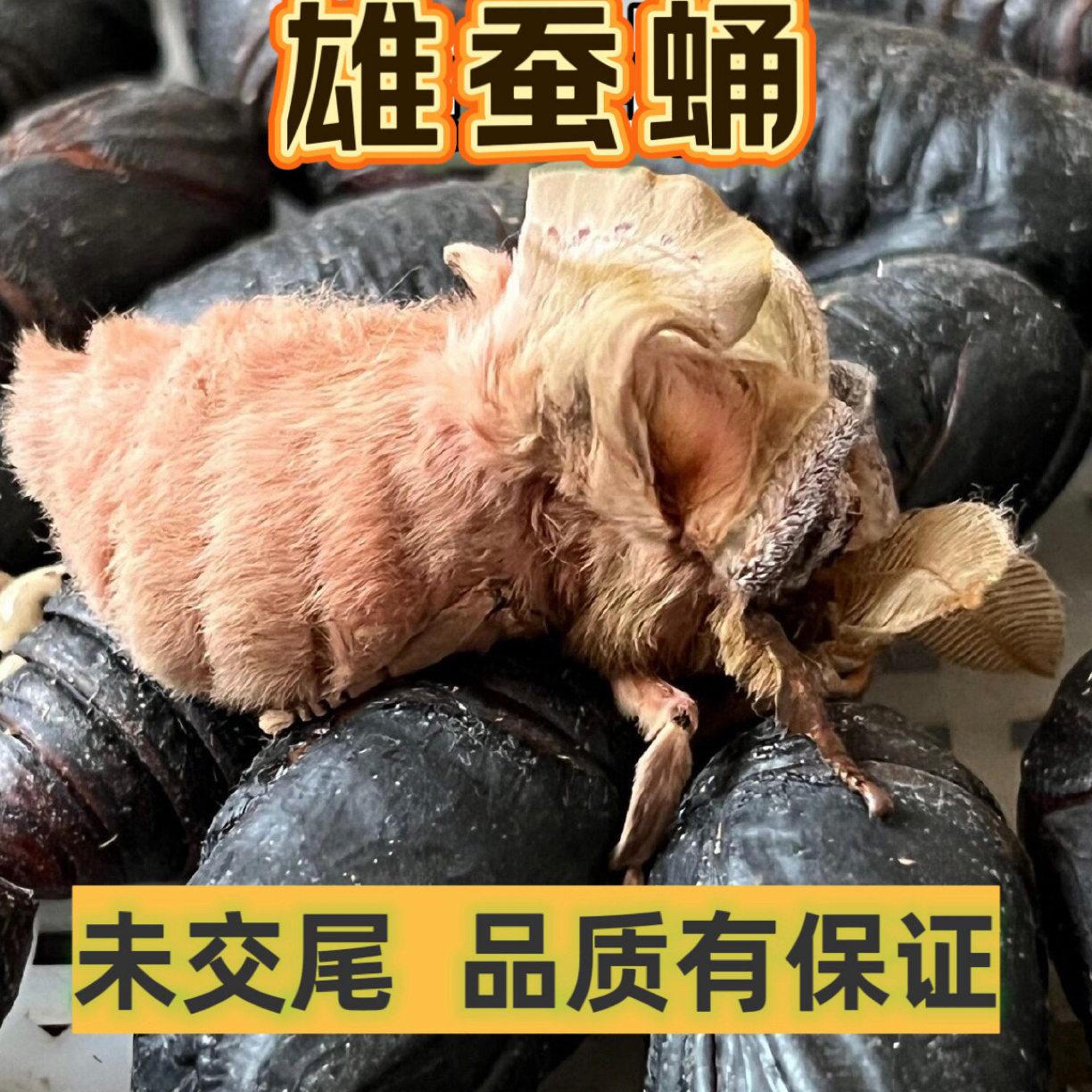 东北特产雄蚕蛹80只(浸酒保鲜)