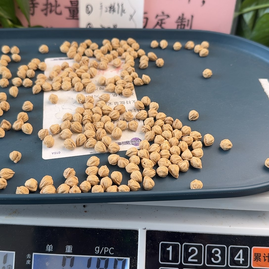 吊坠柏香籽/百香籽50克7.5+250颗左右HT010