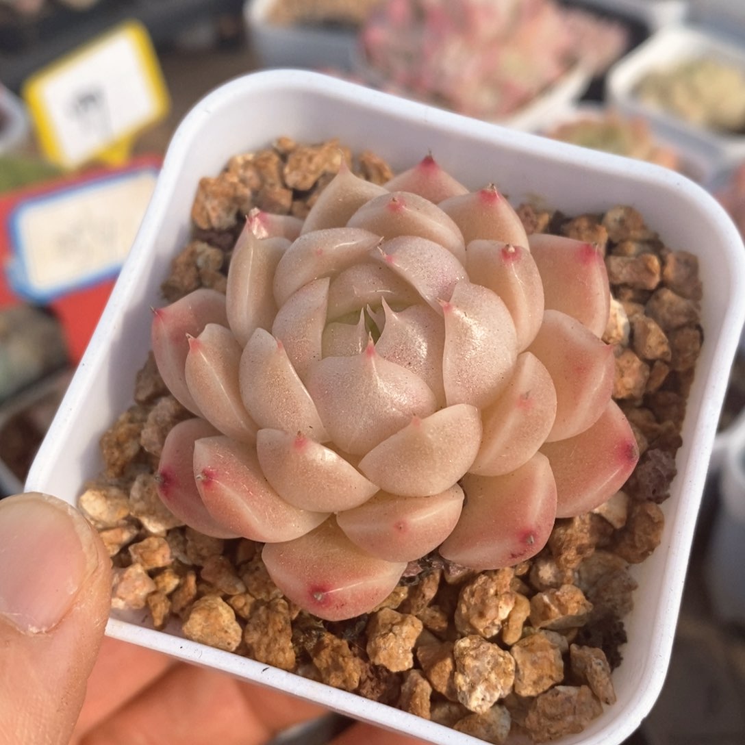 精品多肉一物一拍不包整68