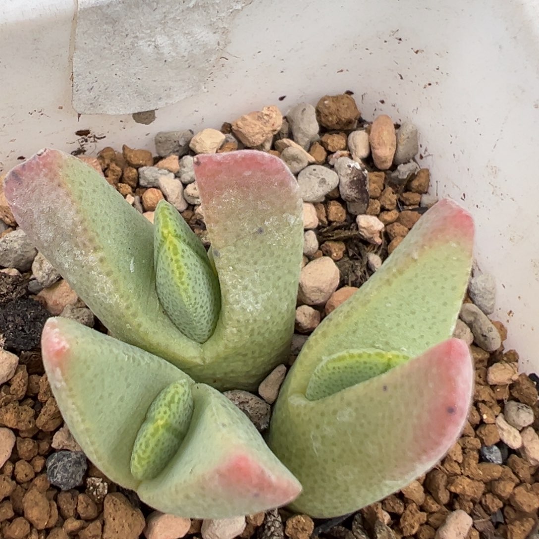 52多肉植物百科知识