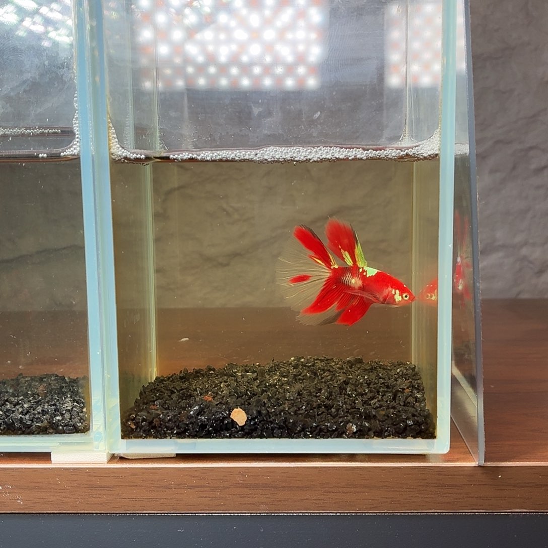 斗鱼彩金半月公鱼