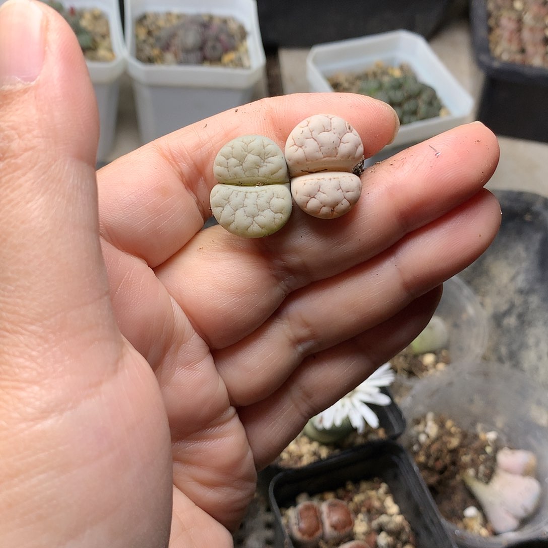 豆***W119多肉植物保护