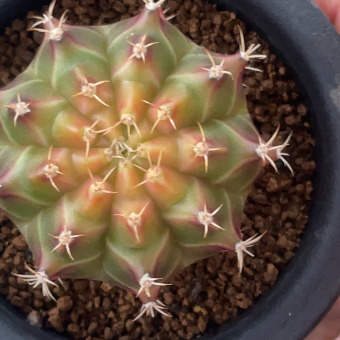 当前无花朵，栽培后可花朵橘黄轮回