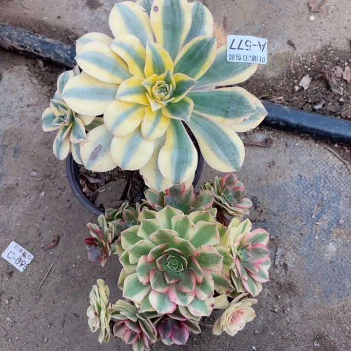 577两颗多肉123446789