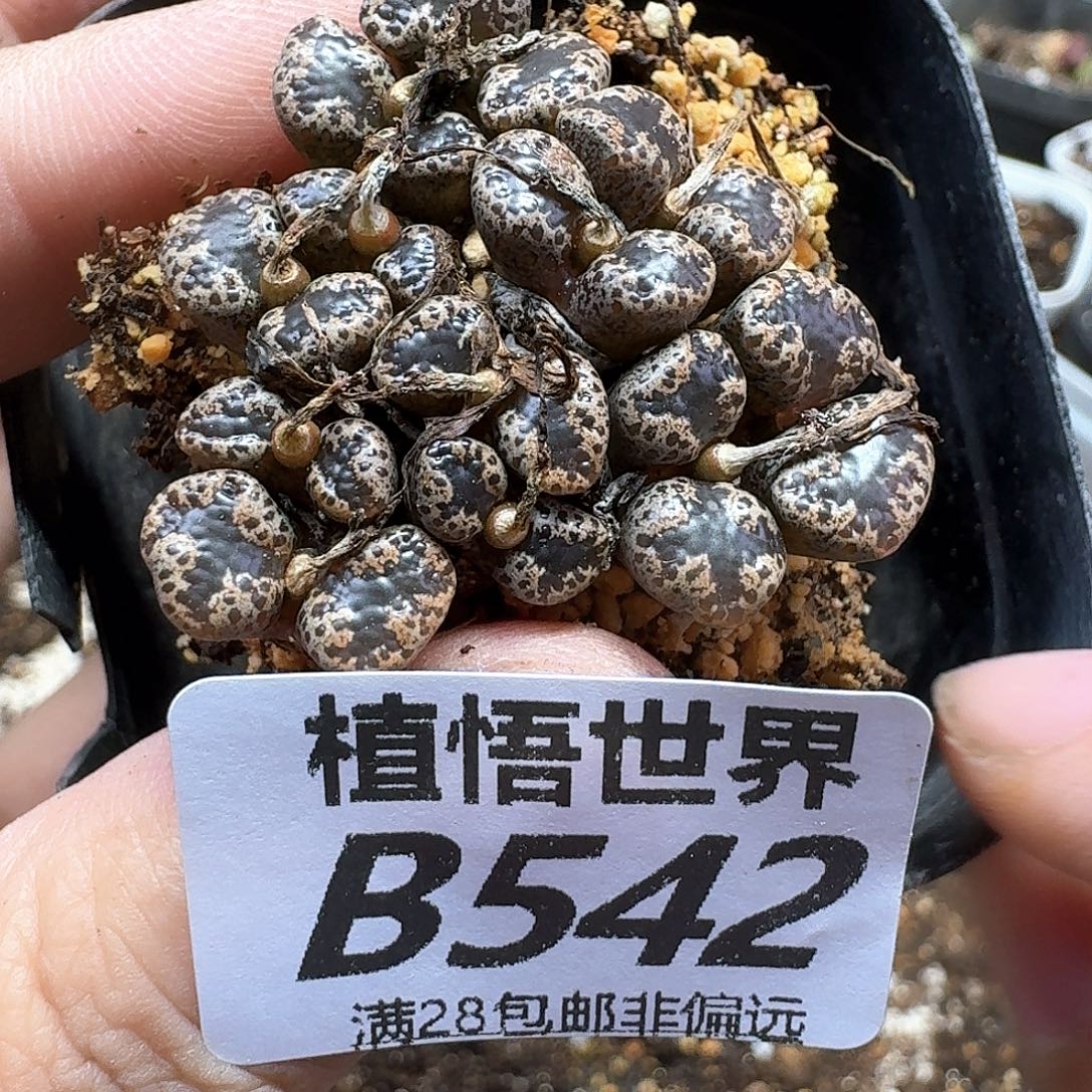 多肉植物的人生fghj