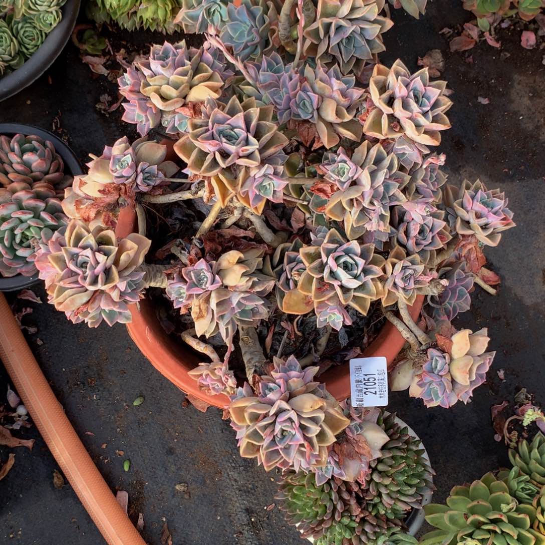 拾****室    哈里沃森21051