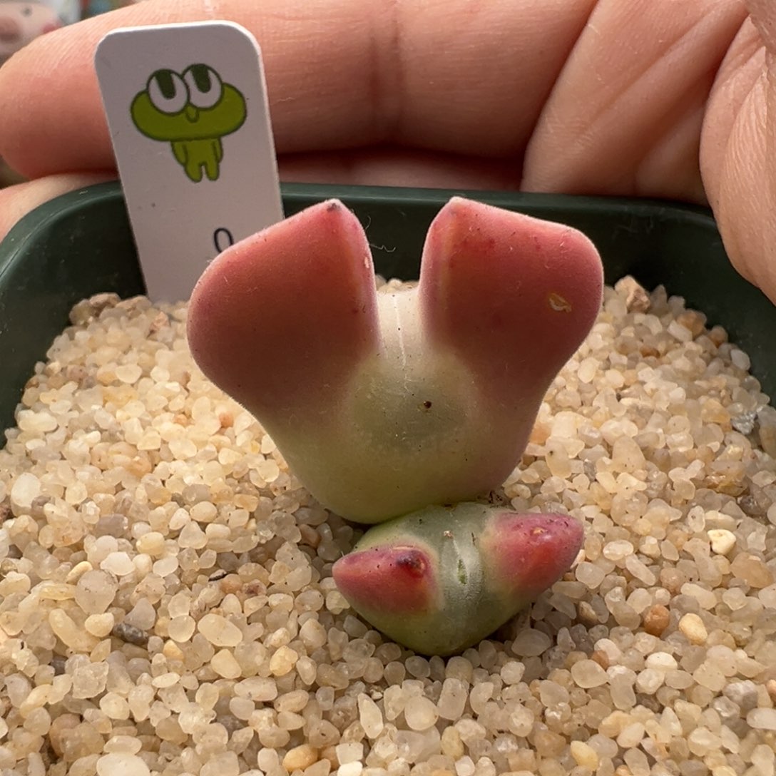 469. 青蛙种源全粉小妖姬大眼睛