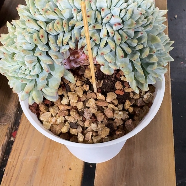 长梦露，最后给家人做福利