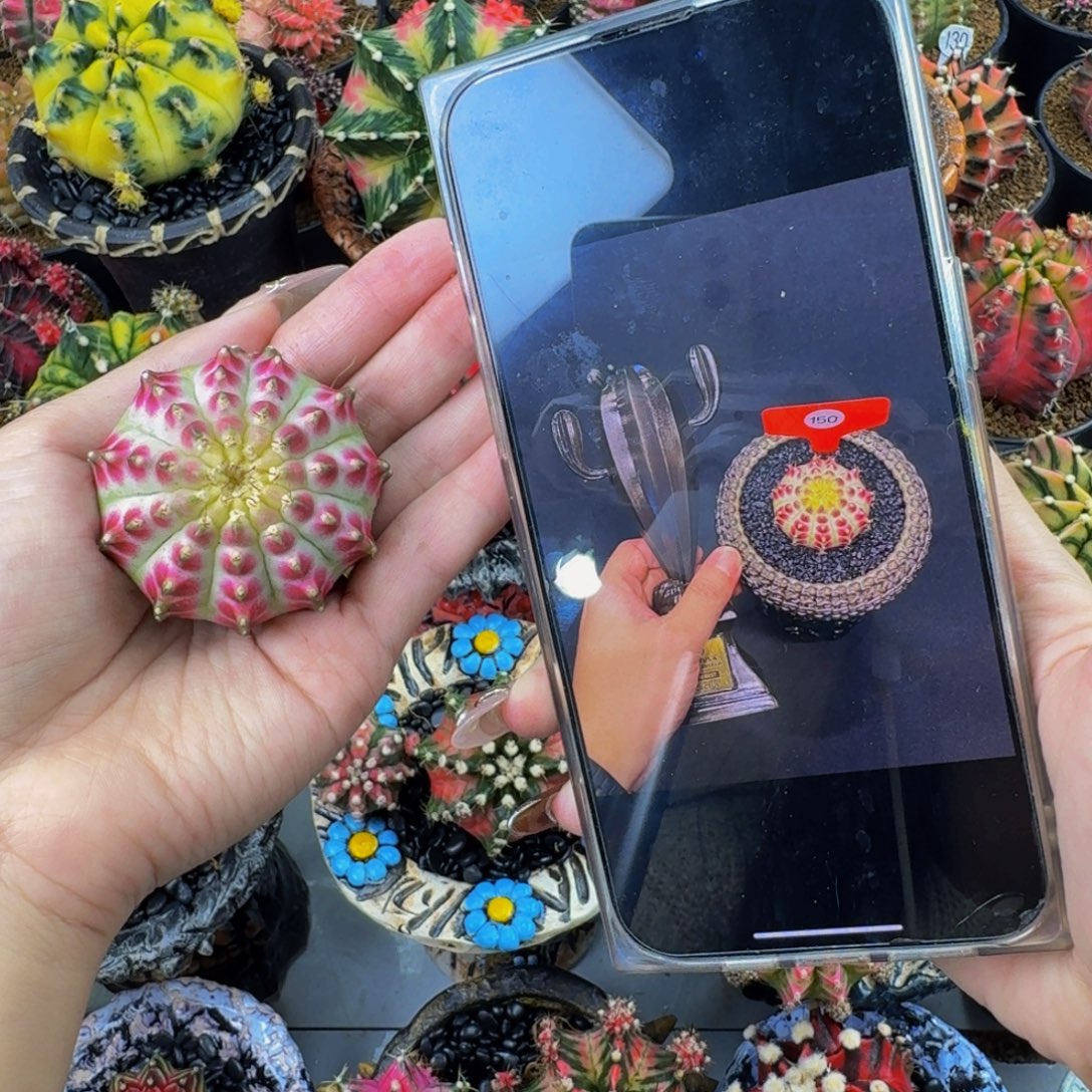 得奖皇室轮回带奖杯价格，不带奖杯8880元