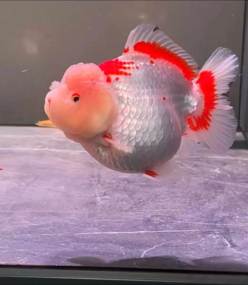 兰寿泰狮玛丽金鱼活体冷水观赏鱼好养耐活招财鱼