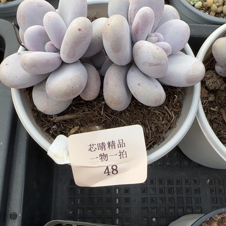 闪购精品多肉48号