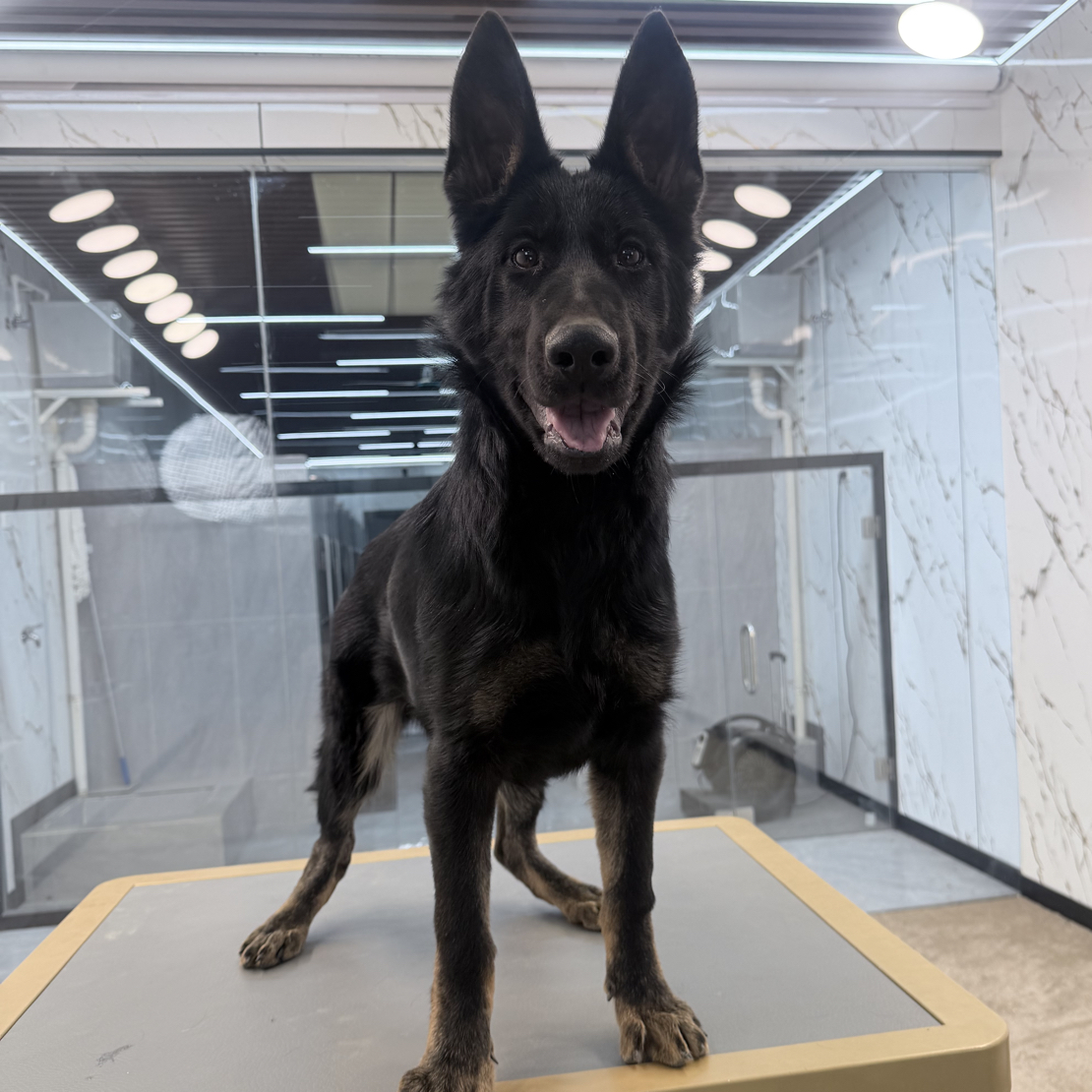 【戴斯名犬】东德牧羊犬【母】 活体 狗狗 