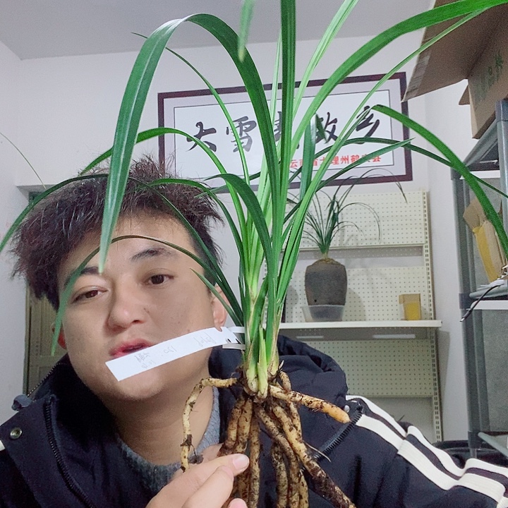 完全开放大雪素大雪素