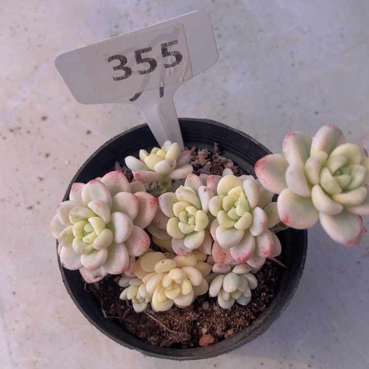 健健康康平平安安