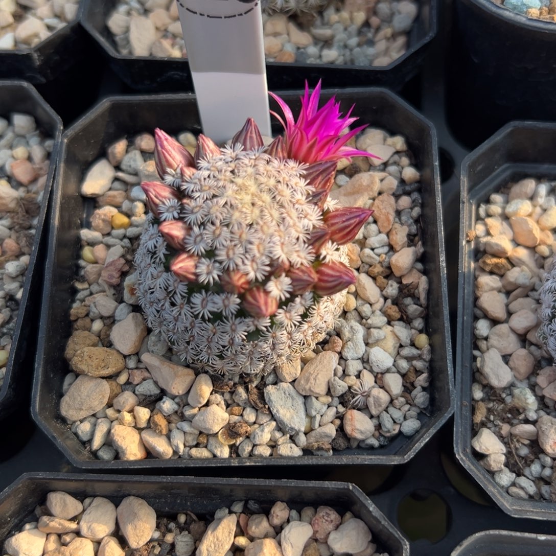 克氏丸多肉植物带盆土218