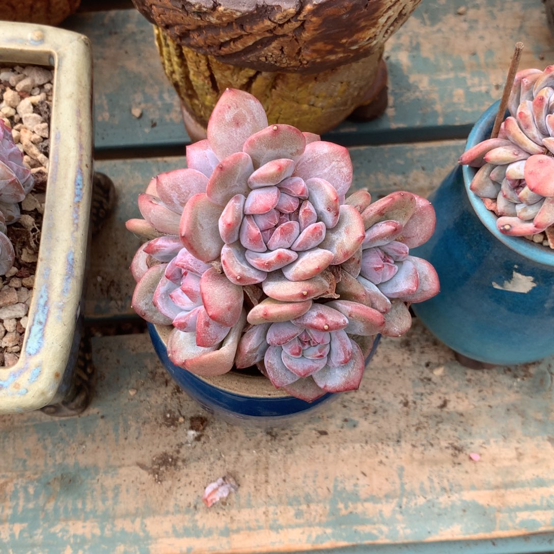 无花朵哈哈哈哈哈哈哈哈哈哈