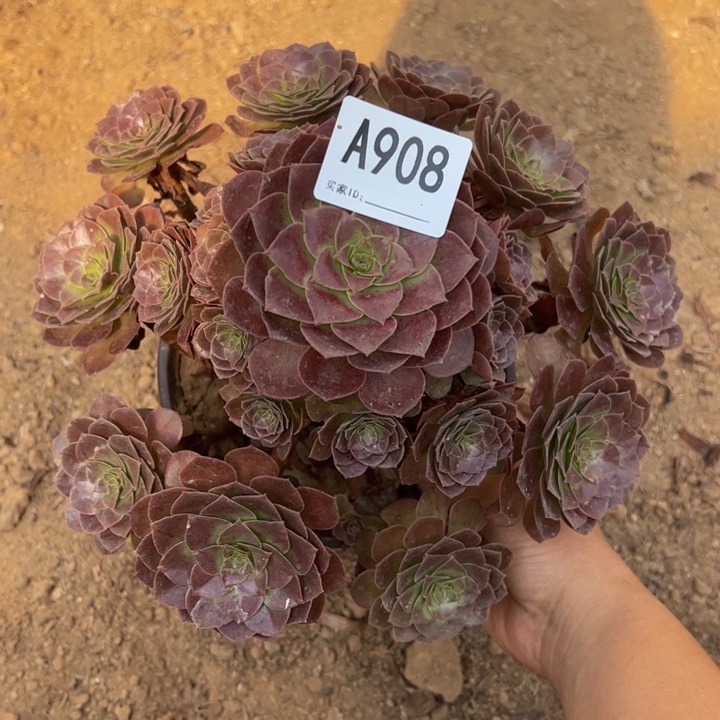 赤炎链多肉植物908.