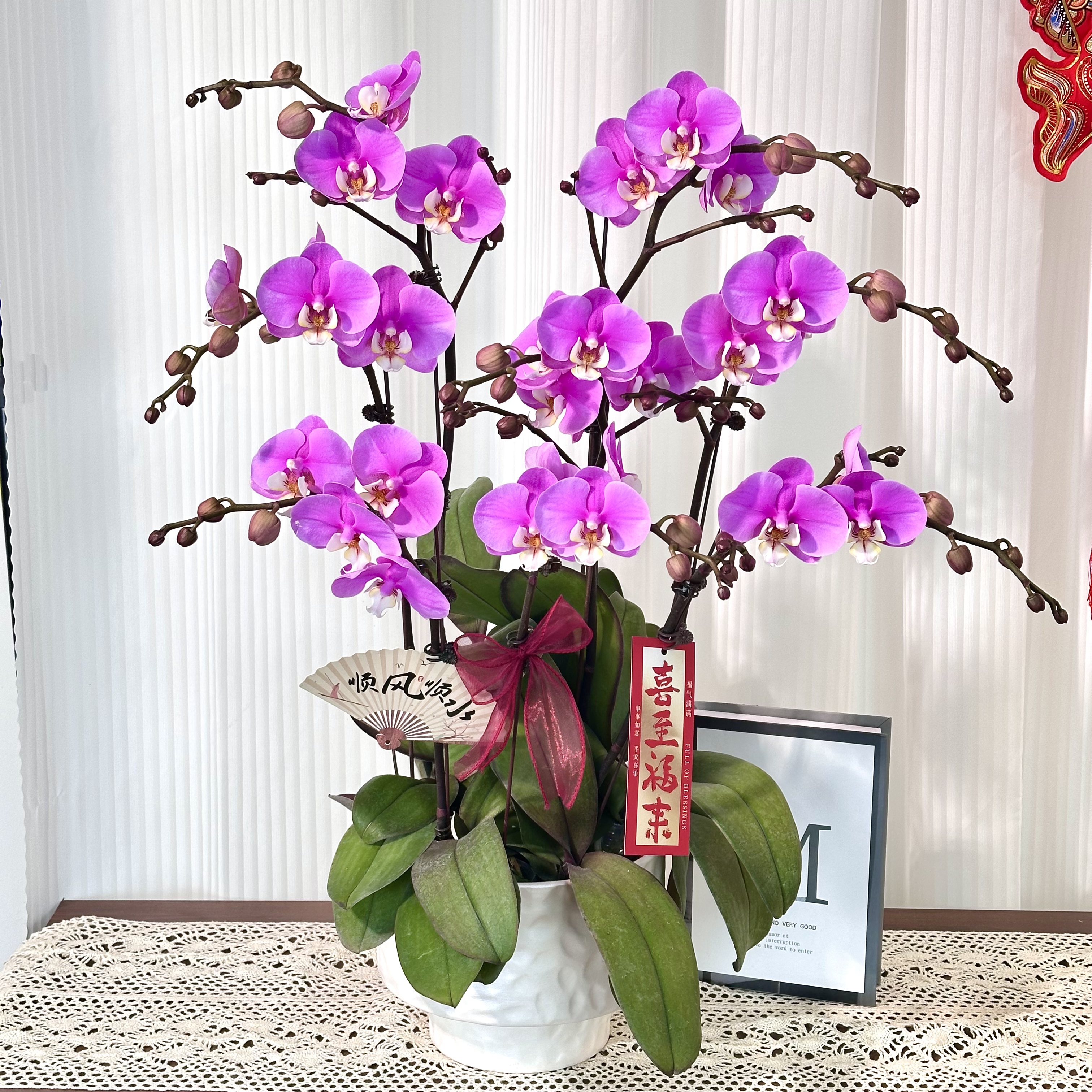 【安娜】蝴蝶兰鲜花精致组盆 开花株 室内绿植基地直