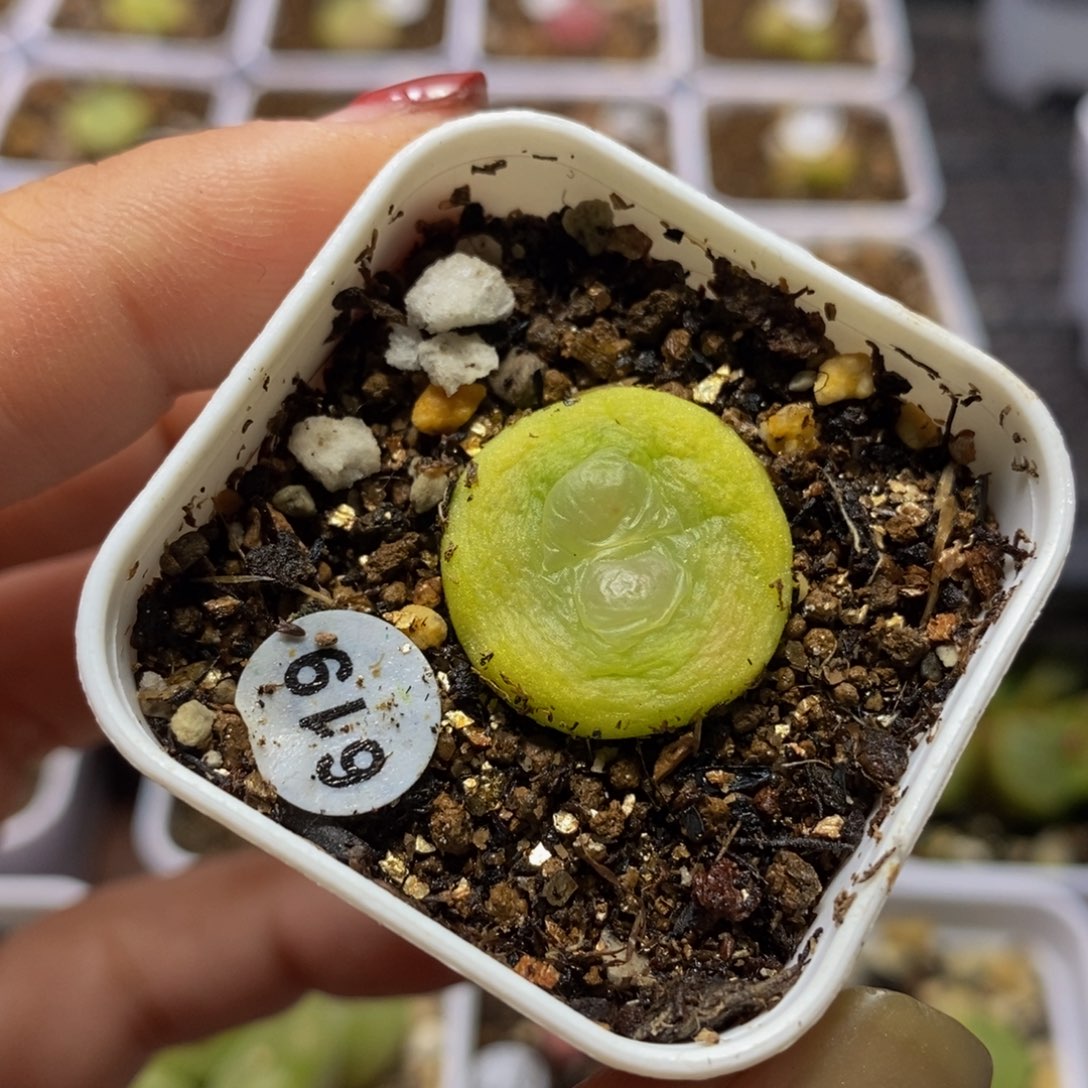 拉登1.8cm多肉带盆